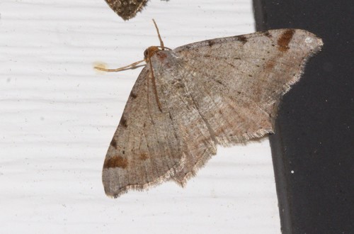 Jack Pine Angle