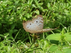 Anartia jatrophae