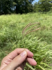 Dichanthium annulatum