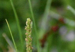 Draeculacephala minerva