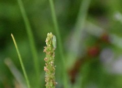 Draeculacephala minerva