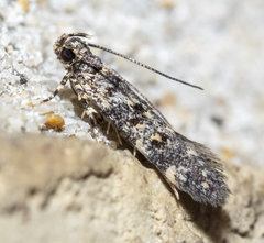 Chionodes bicostomaculella