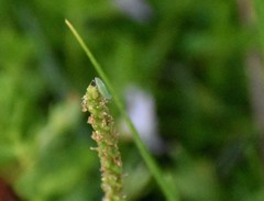 Draeculacephala minerva