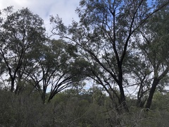 Eucalyptus exserta