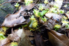 Passiflora tetrandra