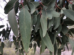 Eucalyptus exserta