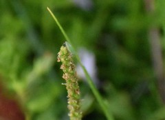 Draeculacephala minerva