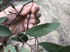 Eucalyptus exserta
