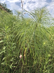 Helianthus salicifolius