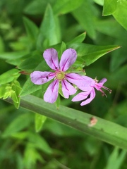 Lythrum alatum alatum