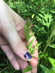 Lythrum alatum alatum