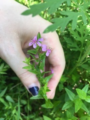 Lythrum alatum alatum