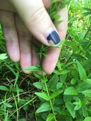 Lythrum alatum alatum