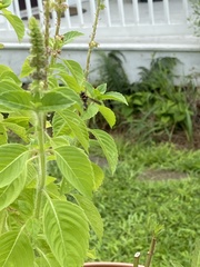 Myzinum quinquecinctum