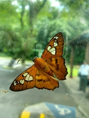 Myscelus epimachia