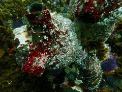Pyura stolonifera