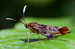 Synanthedon acerrubri
