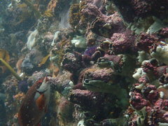 Pyura stolonifera