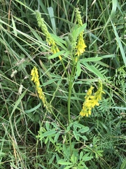 Melilotus altissimus