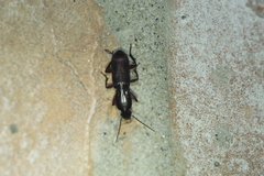 Stenomorphus californicus