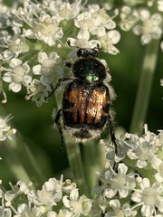 Trichiotinus affinis
