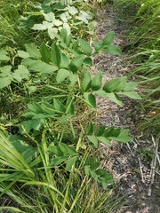 Lathyrus laevigatus laevigatus