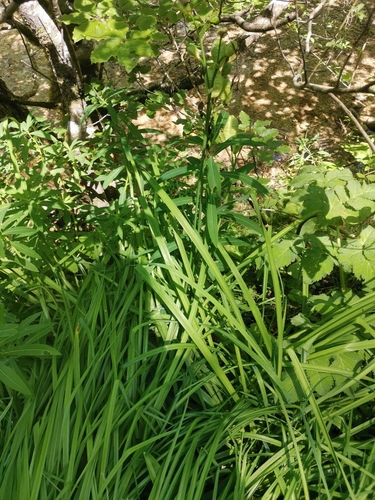 Hemerocallis lilioasphodelus