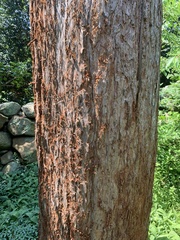 Sequoioideae