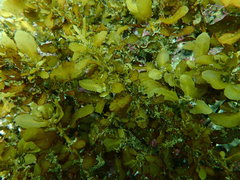 Sargassum incisifolium