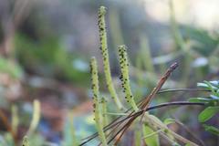 Peperomia leptophylla