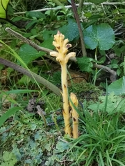 Orobanche flava
