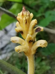 Orobanche flava