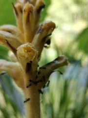 Orobanche flava