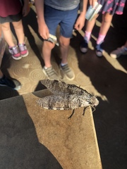 Dysmicohermes disjunctus