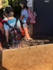 Dysmicohermes disjunctus