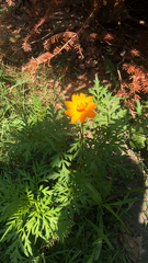 Cosmos sulphureus