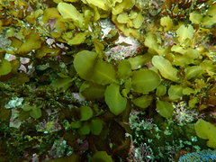 Sargassum incisifolium