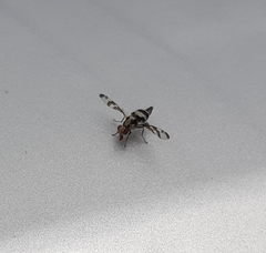 Myennis octopunctata