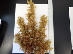 Sargassum acinarium