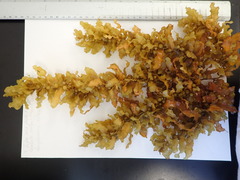 Sargassum acinarium