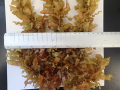 Sargassum acinarium