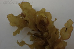 Sargassum acinarium