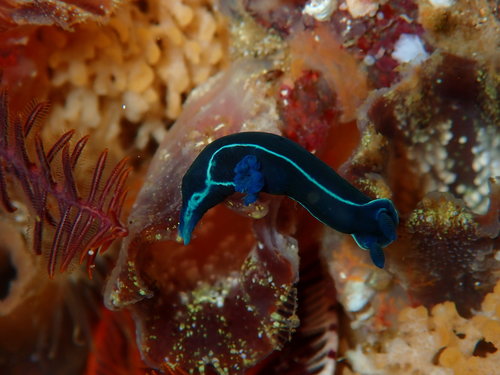 Tambja capensis