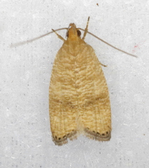 Psilocorsis cryptolechiella
