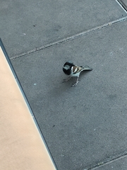 Passer domesticus