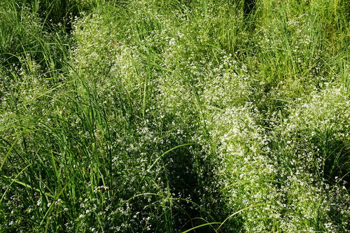 Image of Galium elongatum by (c) Patrick Hacker, some rights reserved (CC BY)