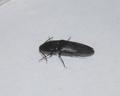 Parallelostethus attenuatus