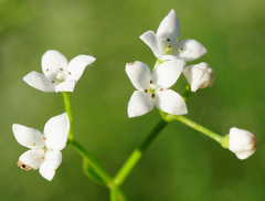 Galium elongatum