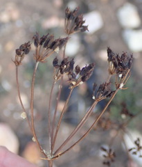 Lichtensteinia interrupta