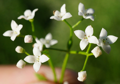 Galium elongatum